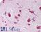 BAP antibody, LS-B1889, Lifespan Biosciences, Immunohistochemistry frozen image 