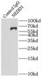NEDD1 Gamma-Tubulin Ring Complex Targeting Factor antibody, FNab05644, FineTest, Immunoprecipitation image 