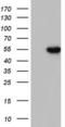 Tripartite Motif Containing 54 antibody, LS-C790054, Lifespan Biosciences, Western Blot image 