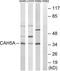 Carbonic Anhydrase 5A antibody, LS-C119813, Lifespan Biosciences, Western Blot image 