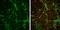 Vesicle Associated Membrane Protein 2 antibody, GTX133241, GeneTex, Immunofluorescence image 