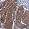 Extended Synaptotagmin 3 antibody, NBP1-94101, Novus Biologicals, Immunohistochemistry paraffin image 