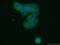 Ribosomal Protein L27a antibody, 16002-1-AP, Proteintech Group, Immunofluorescence image 