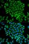 Grx antibody, LS-C333977, Lifespan Biosciences, Immunofluorescence image 