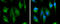 Sdh1 antibody, GTX113833, GeneTex, Immunocytochemistry image 