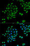 Cytochrome P450 Family 2 Subfamily C Member 9 antibody, 22-059, ProSci, Immunofluorescence image 