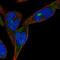 Zinc Finger Protein 583 antibody, HPA023957, Atlas Antibodies, Immunofluorescence image 
