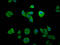 Elongator Complex Protein 1 antibody, LS-C680653, Lifespan Biosciences, Immunofluorescence image 