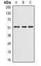 PHD Finger Protein 21B antibody, orb341374, Biorbyt, Western Blot image 