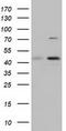 COBW Domain Containing 1 antibody, TA501622, Origene, Western Blot image 