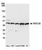 Succinyl-CoA ligase [ADP-forming] subunit beta, mitochondrial antibody, A305-478A, Bethyl Labs, Western Blot image 
