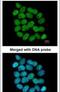 Bloom syndrome protein antibody, PA5-27384, Invitrogen Antibodies, Immunofluorescence image 