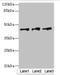 Sister chromatid cohesion protein DCC1 antibody, orb38463, Biorbyt, Western Blot image 