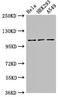 SEC23 Interacting Protein antibody, orb52286, Biorbyt, Western Blot image 