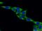 Eukaryotic Translation Elongation Factor 1 Beta 2 antibody, 60329-1-Ig, Proteintech Group, Immunofluorescence image 
