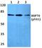 Heat Shock Protein Family A (Hsp70) Member 1A antibody, PA5-36042, Invitrogen Antibodies, Western Blot image 