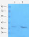 Outer membrane protein C antibody, orb6940, Biorbyt, Western Blot image 