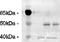 NHERF-1 antibody, ab3452, Abcam, Western Blot image 