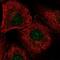 DEAD-Box Helicase 54 antibody, NBP2-57821, Novus Biologicals, Immunocytochemistry image 