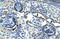 Lysine-specific demethylase 3A antibody, 27-745, ProSci, Western Blot image 