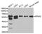 Karyopherin Subunit Alpha 2 antibody, MBS128025, MyBioSource, Western Blot image 