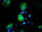 Osm antibody, TA503410, Origene, Immunofluorescence image 
