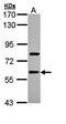 Transducin Beta Like 1 X-Linked Receptor 1 antibody, orb73938, Biorbyt, Western Blot image 