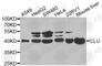 Clusterin antibody, A1472, ABclonal Technology, Western Blot image 
