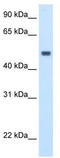 Methionine Adenosyltransferase 1A antibody, TA346037, Origene, Western Blot image 