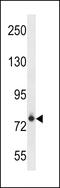 Fc receptor-like protein 3 antibody, 60-815, ProSci, Western Blot image 