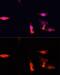 Nuclear Respiratory Factor 1 antibody, GTX33367, GeneTex, Immunofluorescence image 