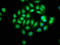 Serpin Family B Member 12 antibody, LS-C399571, Lifespan Biosciences, Immunofluorescence image 