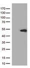 Pancreas/duodenum homeobox protein 1 antibody, TA500038, Origene, Western Blot image 