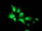 Neuraminidase 2 antibody, M06481, Boster Biological Technology, Immunofluorescence image 