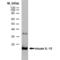 Interleukin 10 antibody, MCA1302G, Bio-Rad (formerly AbD Serotec) , Enzyme Linked Immunosorbent Assay image 