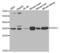 Voltage Dependent Anion Channel 1 antibody, abx000866, Abbexa, Western Blot image 