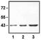 Proprotein Convertase Subtilisin/Kexin Type 9 antibody, orb109430, Biorbyt, Western Blot image 
