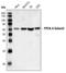 Protein Phosphatase 2 Catalytic Subunit Alpha antibody, LS-C91577, Lifespan Biosciences, Western Blot image 