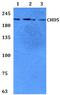 CHD5 antibody, A04192, Boster Biological Technology, Western Blot image 