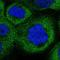Collagen Like Tail Subunit Of Asymmetric Acetylcholinesterase antibody, HPA045876, Atlas Antibodies, Immunocytochemistry image 