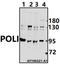 DNA Polymerase Iota antibody, A01376-2, Boster Biological Technology, Western Blot image 
