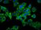 Phosphate-regulating neutral endopeptidase antibody, orb422843, Biorbyt, Immunofluorescence image 