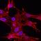 Mast cell antigen 32 antibody, MAB7638, R&D Systems, Immunohistochemistry frozen image 