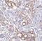 PTPRN antibody, FNab04092, FineTest, Immunohistochemistry paraffin image 