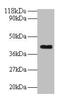 ELAV Like RNA Binding Protein 2 antibody, LS-B12290, Lifespan Biosciences, Western Blot image 