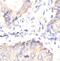 Dynamin-1-like protein antibody, FNab02541, FineTest, Immunohistochemistry paraffin image 