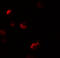 Yippee Like 1 antibody, 6771, ProSci, Immunofluorescence image 