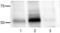SRC-1 antibody, 14-9034-82, Invitrogen Antibodies, Western Blot image 