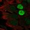MAGE Family Member C2 antibody, NBP2-34145, Novus Biologicals, Immunofluorescence image 