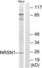 Neurensin-1 antibody, LS-C120144, Lifespan Biosciences, Western Blot image 